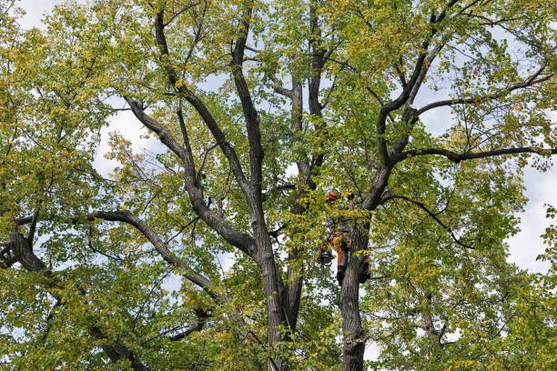 Best Leaf Removal  in Fort Leonard Wood, MO